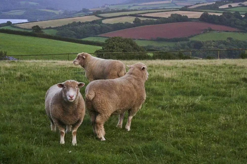 Sheep grazing in the Cumbrian countryside near Cartmel